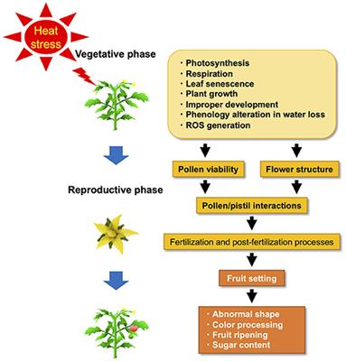 Frontiers | Genetic and Molecular Mechanisms Conferring Heat Stress